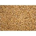Diastatic Barley Malt 100g Kvernet Enzym malt 4,5 EBC / 2 L