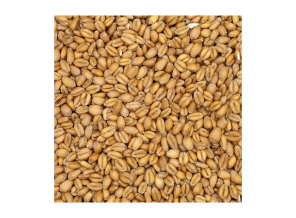 Torrified Wheat 25kg Hel