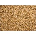Red X Malt 25kg Hel 30 EBC / 12 Lovibond pilsmalt