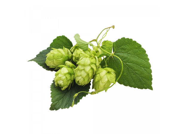 Saaz 4% - 100g Blomst - 2024 Humle Blomst 