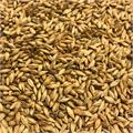 Beech Smoked Barley Malt 1kg Kvernet 6 EBC / 2,8 L